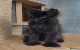 Maine Coon cats for sale: XL maine coon kittens Russia bloodlines Ready Now in Spalding - Image 10