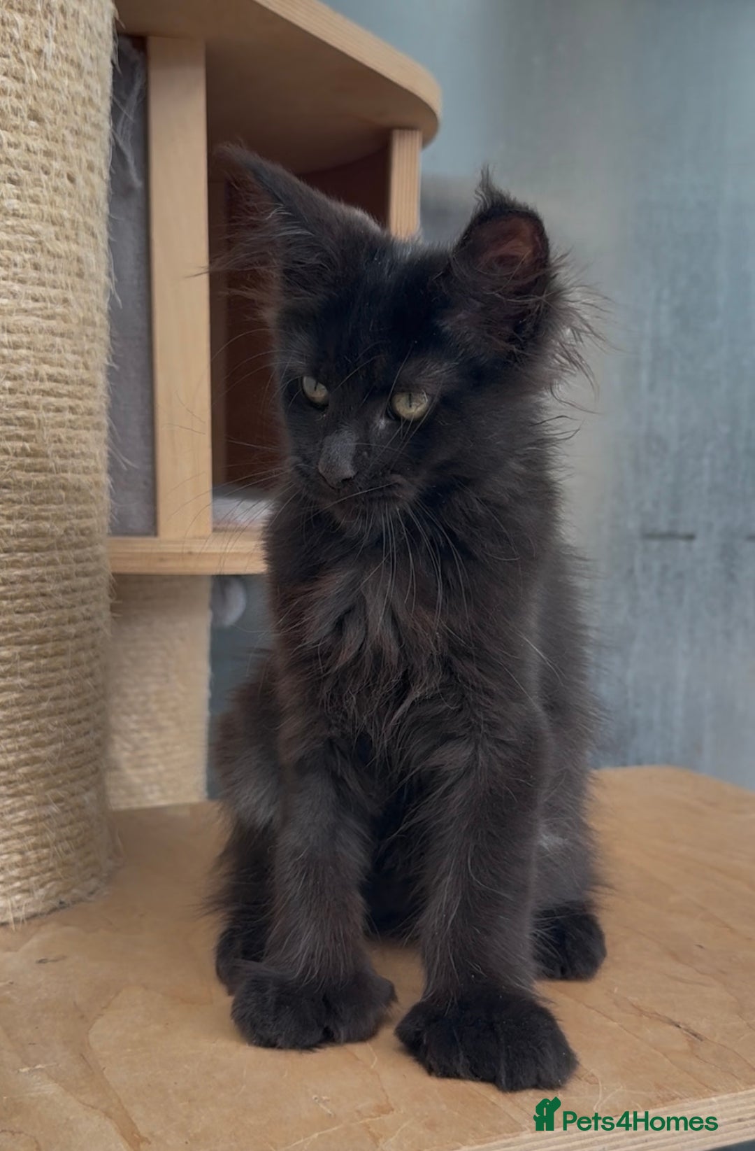 Maine Coon cats for sale: XL maine coon kittens Russia bloodlines Ready Now in Spalding - Image 10