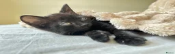 Mixed Breed cats for sale: 🖤Lovely Cats 🤍 - Advert 7