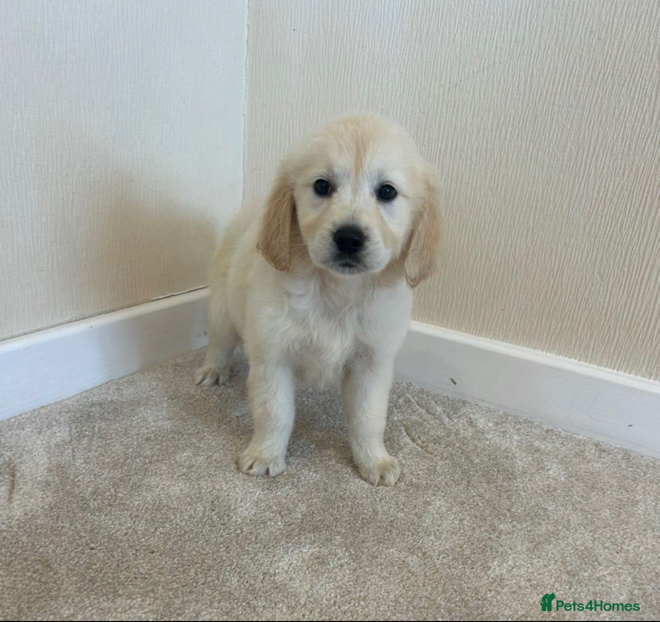 Golden Retriever dogs Golden retriever puppies  - Advert 1