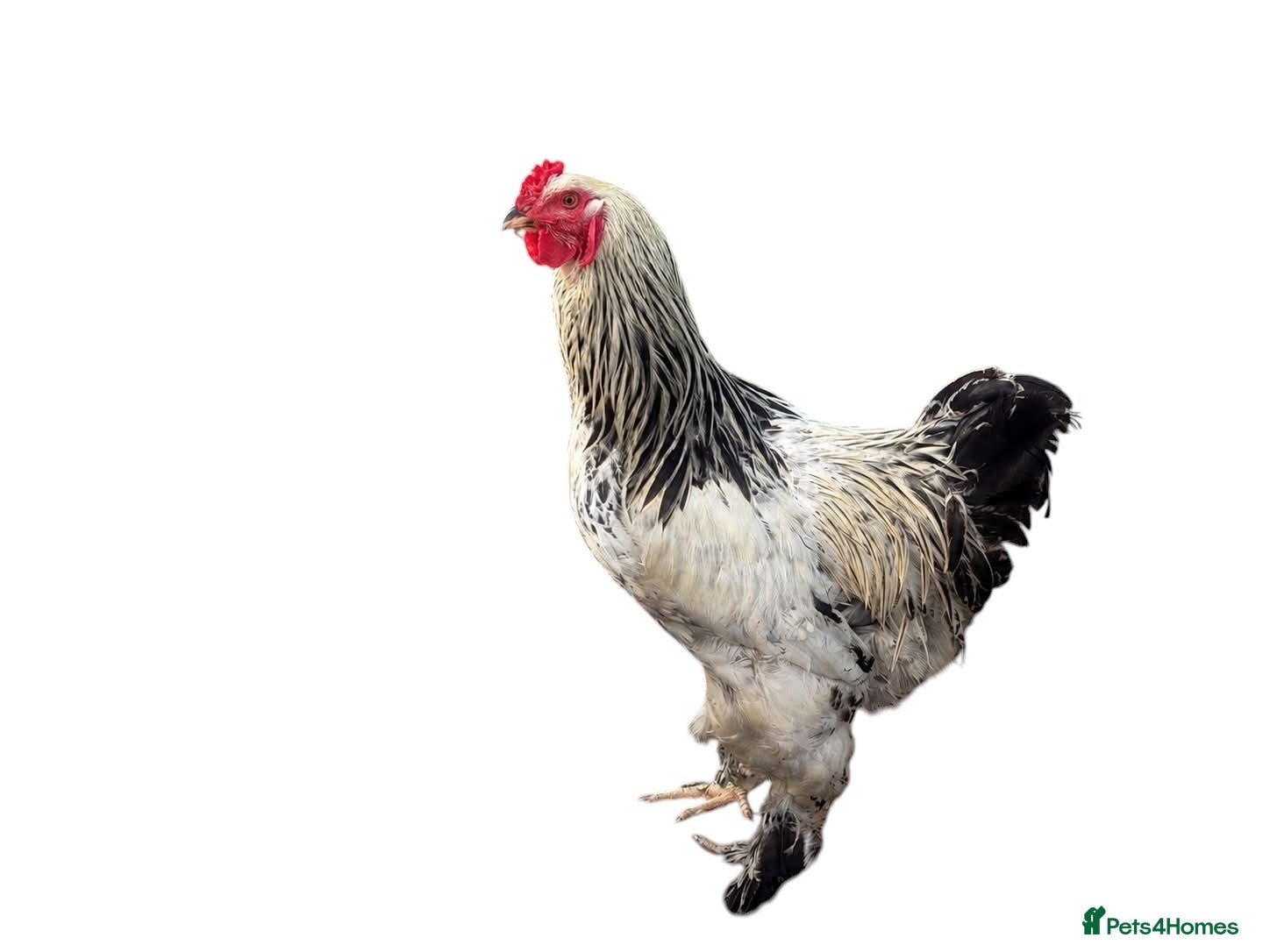 Mixed Breed livestock Chicks hens and roosters for sale  - Advert 1