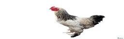 Mixed Breed livestock for sale: Chicks hens and roosters for sale  - Advert 1