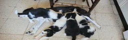 Mixed Breed dogs for sale: Welsh x border *2x girls remaining* in Cambridge - Advert 4