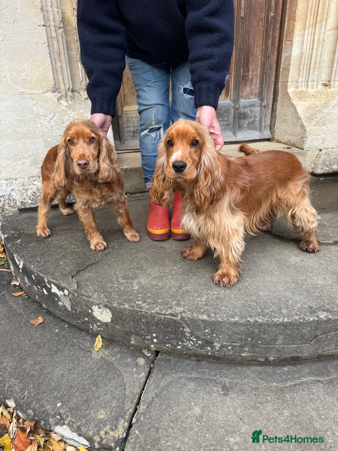 Cocker Spaniel dogs for sale: KC show cocker spaniel puppies  - Advert 12