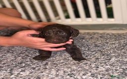 Cockapoo dogs for sale: Ready to leave Minature F1 PRA clear cockapoo pups - Image 21