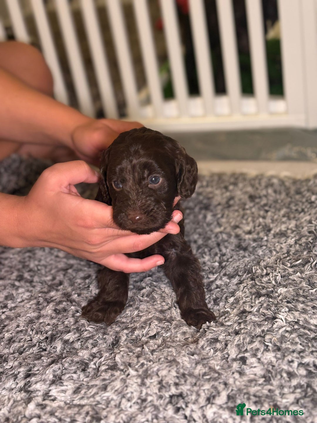 Cockapoo dogs for sale: Ready to leave Minature F1 PRA clear cockapoo pups - Image 21