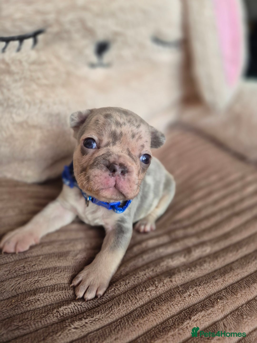 French Bulldog dogs for sale: Little French bulldog  - Advert 4