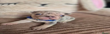 French Bulldog boy Puppy 2