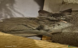 Maine Coon cats for sale: Maine Coon kittens Glasgow  - Image 12