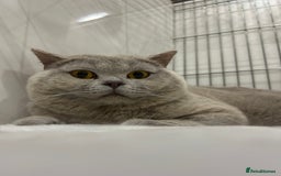 British Shorthair cats for stud: GCCF Champion Active Lilac Male for Stud Services  - Image 3