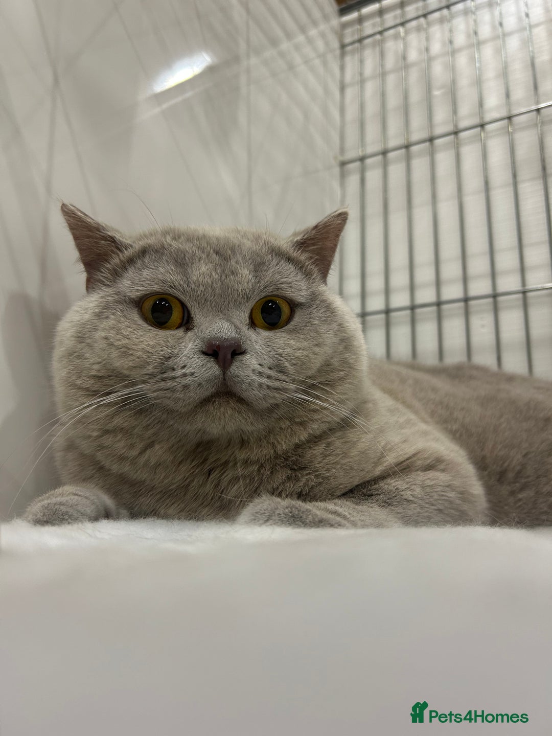 British Shorthair cats for stud: GCCF Champion Active Lilac Male for Stud Services  - Image 3