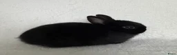 Netherland Dwarf rabbits for sale: Show Lines Well Handled TRUE Netherland Dwarfs - Advert 6