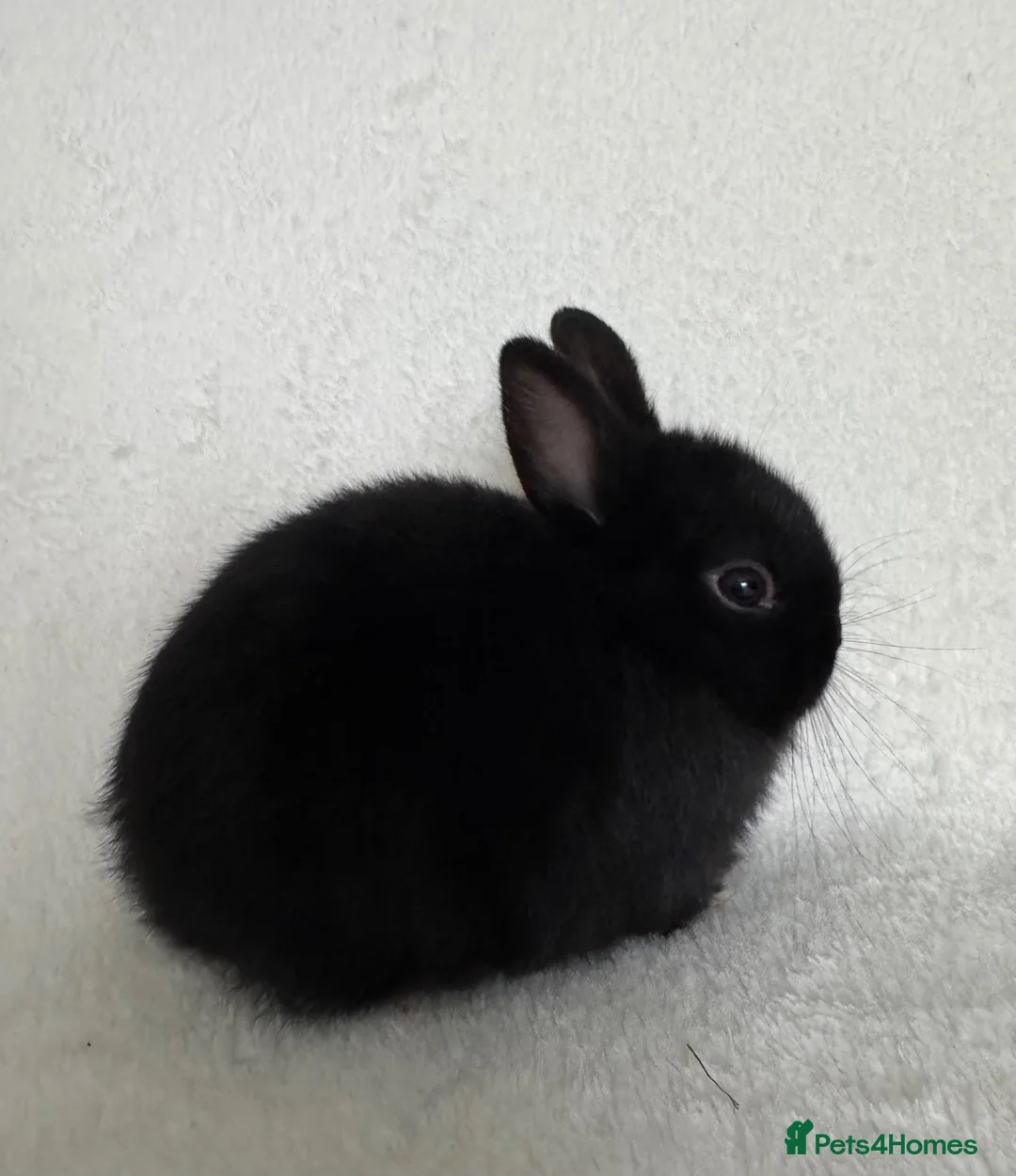 Netherland Dwarf rabbits for sale: Show Lines Well Handled TRUE Netherland Dwarfs - Advert 6