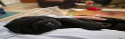 Labrador Retriever dogs for sale: Labrador Retriever Puppies - Advert 4