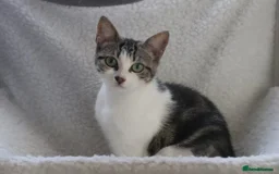 British Shorthair cats for adoption: ADOPTION: Saoirse & Tadgh  - Image 6