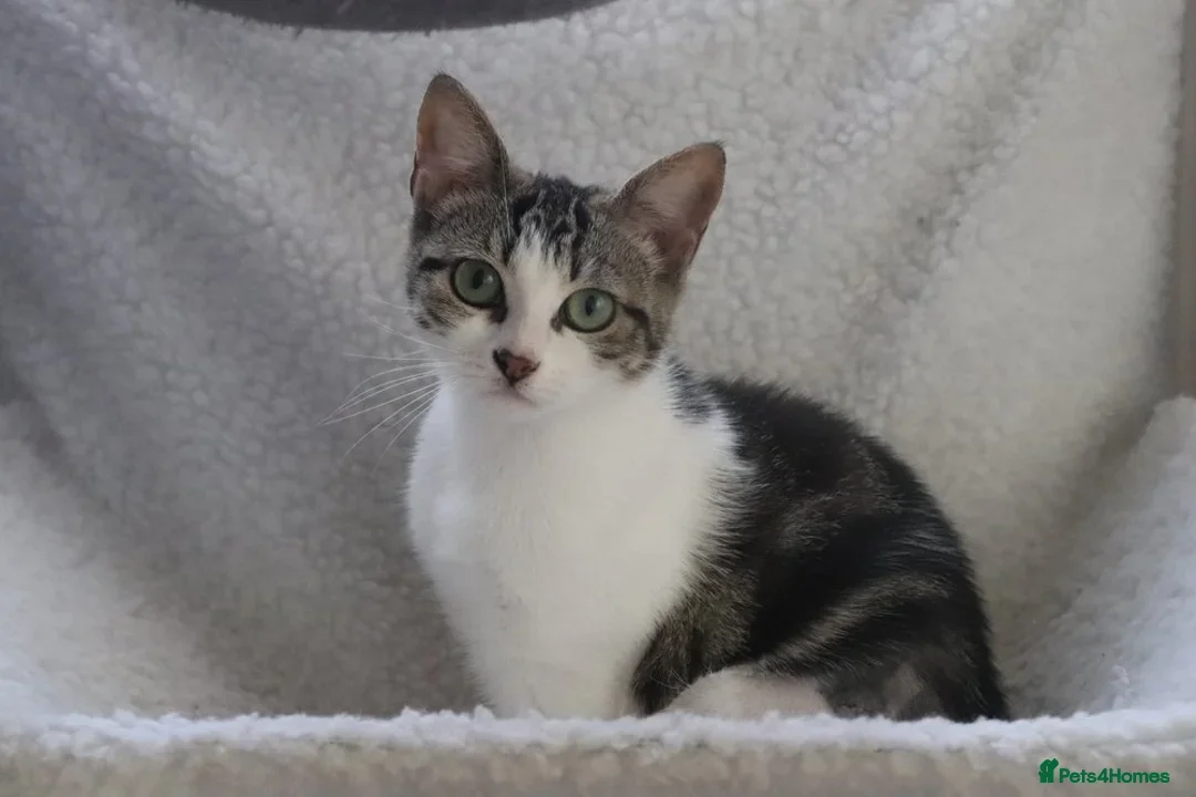 British Shorthair cats for adoption: ADOPTION: Saoirse & Tadgh  - Image 6