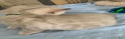 Bengal cats for sale: Beautiful Bengal babies  - Advert 9