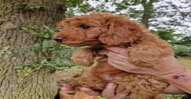 Cockapoo dogs - Advert 6