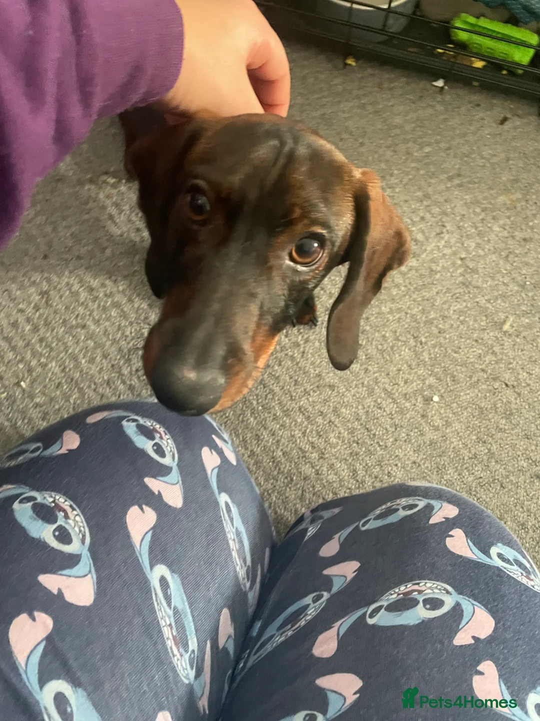 Miniature Dachshund dogs for sale: Miniature Dachshund  - Advert 2