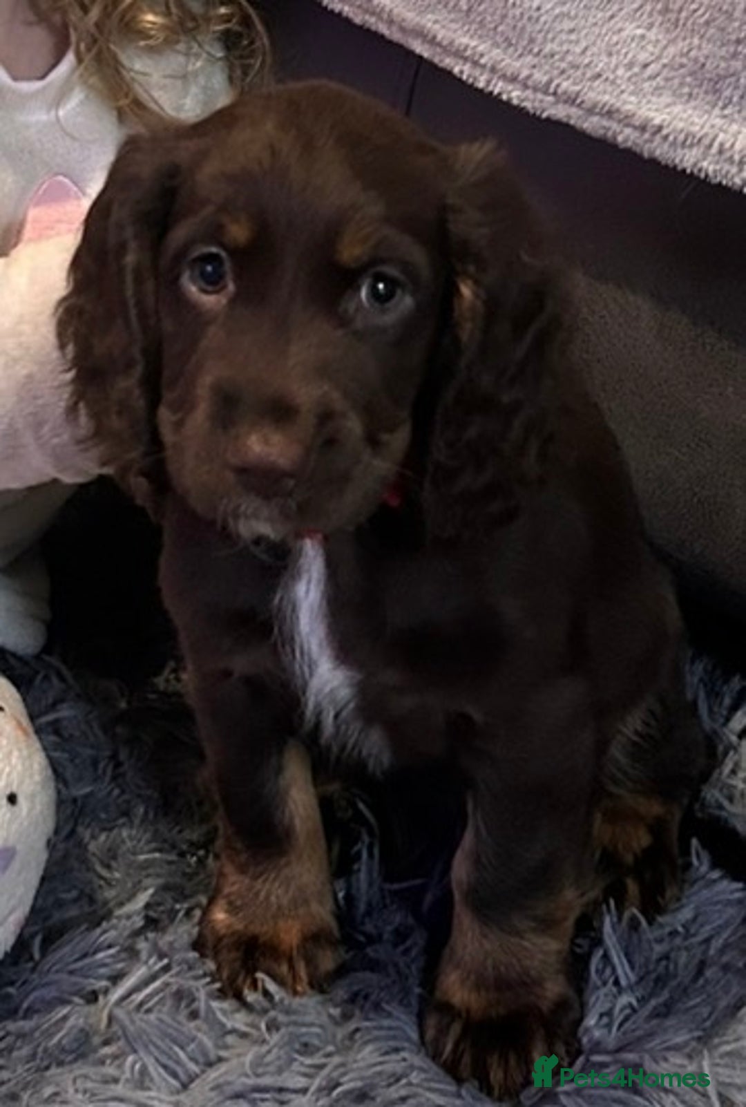Cocker Spaniel dogs for sale: 14 week old cocker spaniel female  - Advert 2