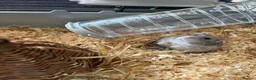 Hamster rodents for sale: Doddy little hamster  - Advert 1