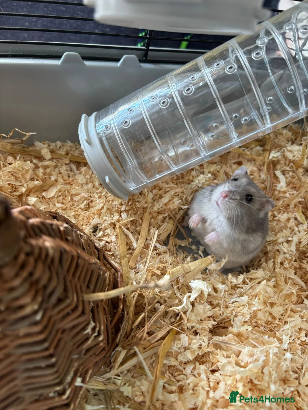 Hamster rodents for sale: Doddy little hamster  - Advert 1