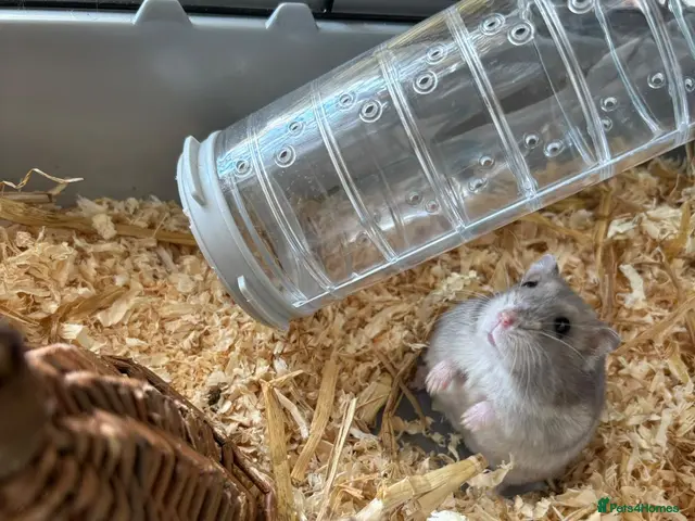 Hamster rodents Doddy little hamster - Advert 1