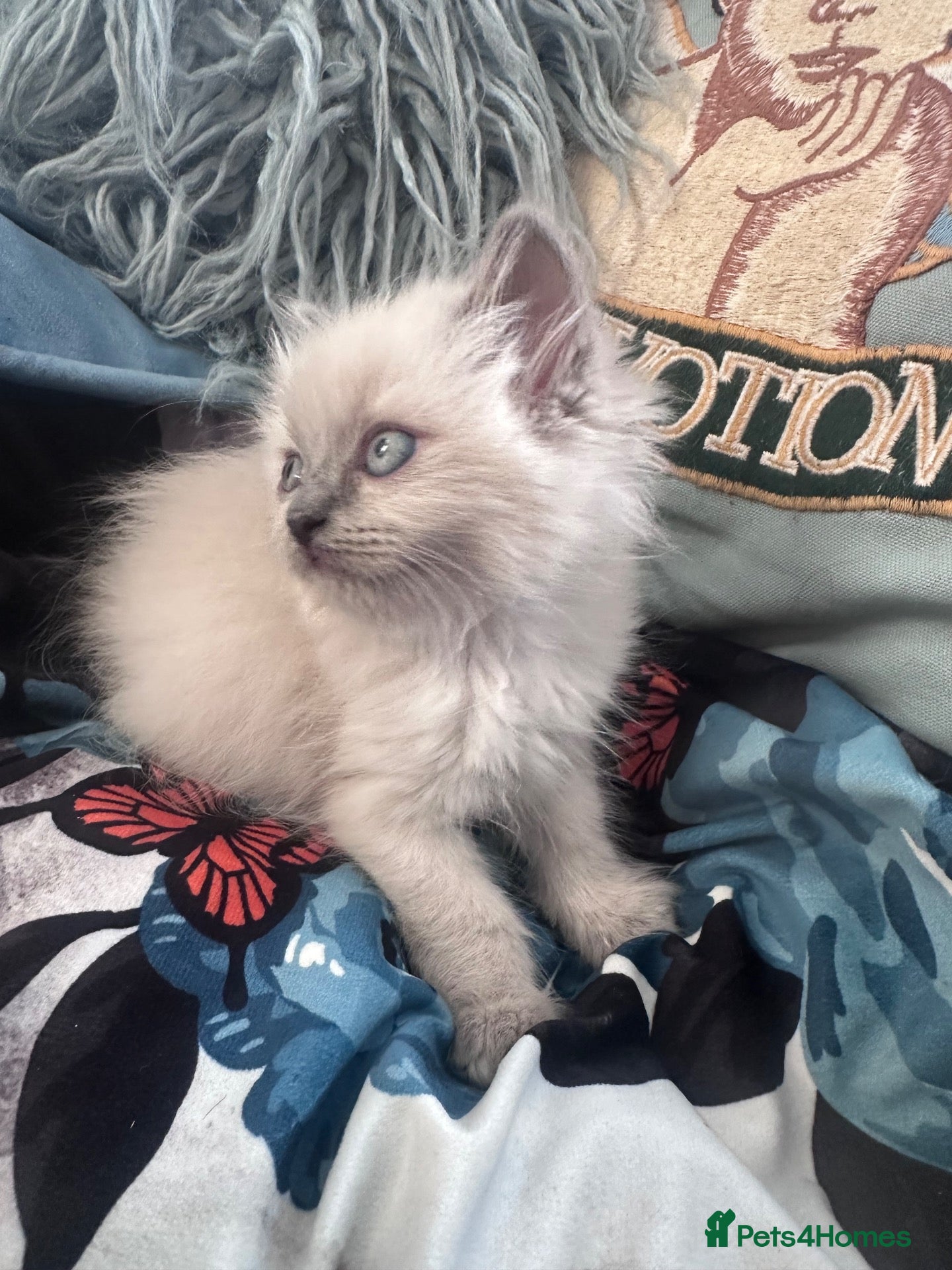 Ragdoll cats Pure Ragdoll kittens adorable and very fluffy  - Advert 1