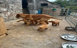Labrador Retriever dogs for sale: Labrador retriever  - Image 13