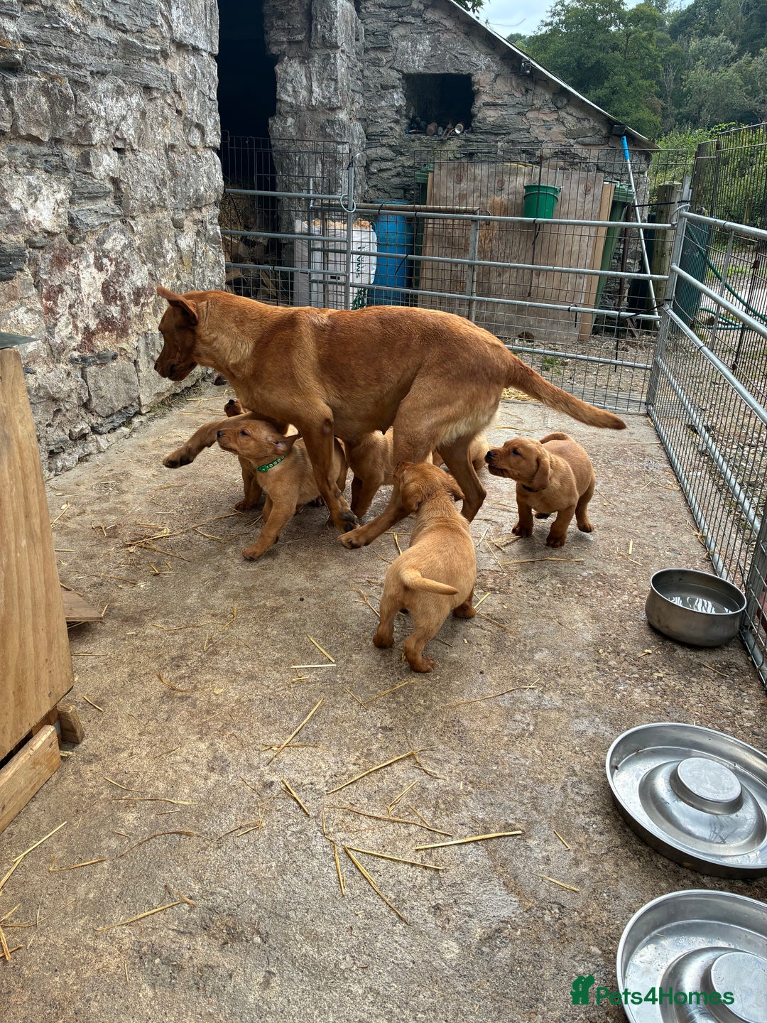 Labrador Retriever dogs for sale: Labrador retriever  - Image 13