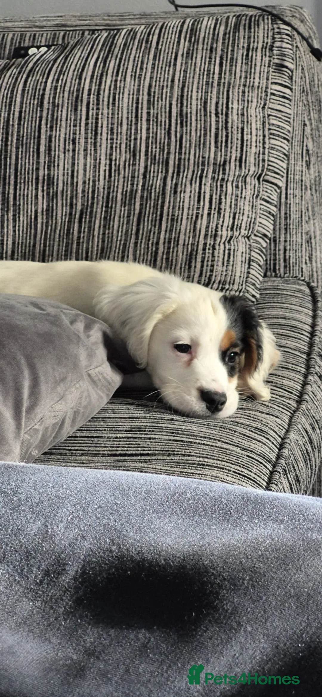 Mixed Breed dogs for sale: Beautiful 14 week old puppy  - Advert 2