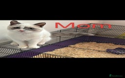 Mixed Breed cats for sale: Ragdoll mixed kitten - Image 7