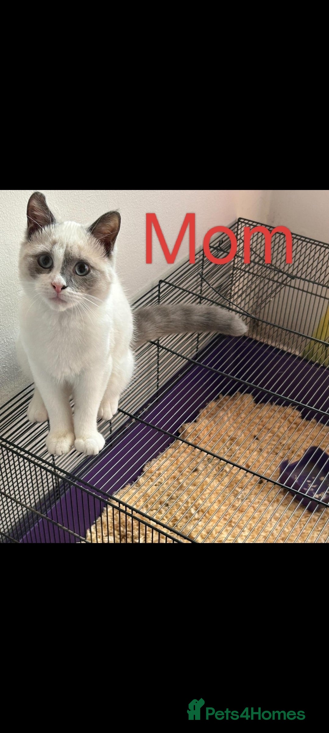 Mixed Breed cats for sale: Ragdoll mixed kitten - Image 7