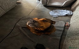 Mixed Breed dogs for sale:  looking for new home - Image 4