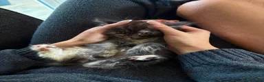Maine Coon Kitten 4