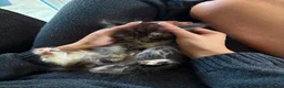 Maine Coon cats for sale: Adorable mainecoon kittens  - Advert 8