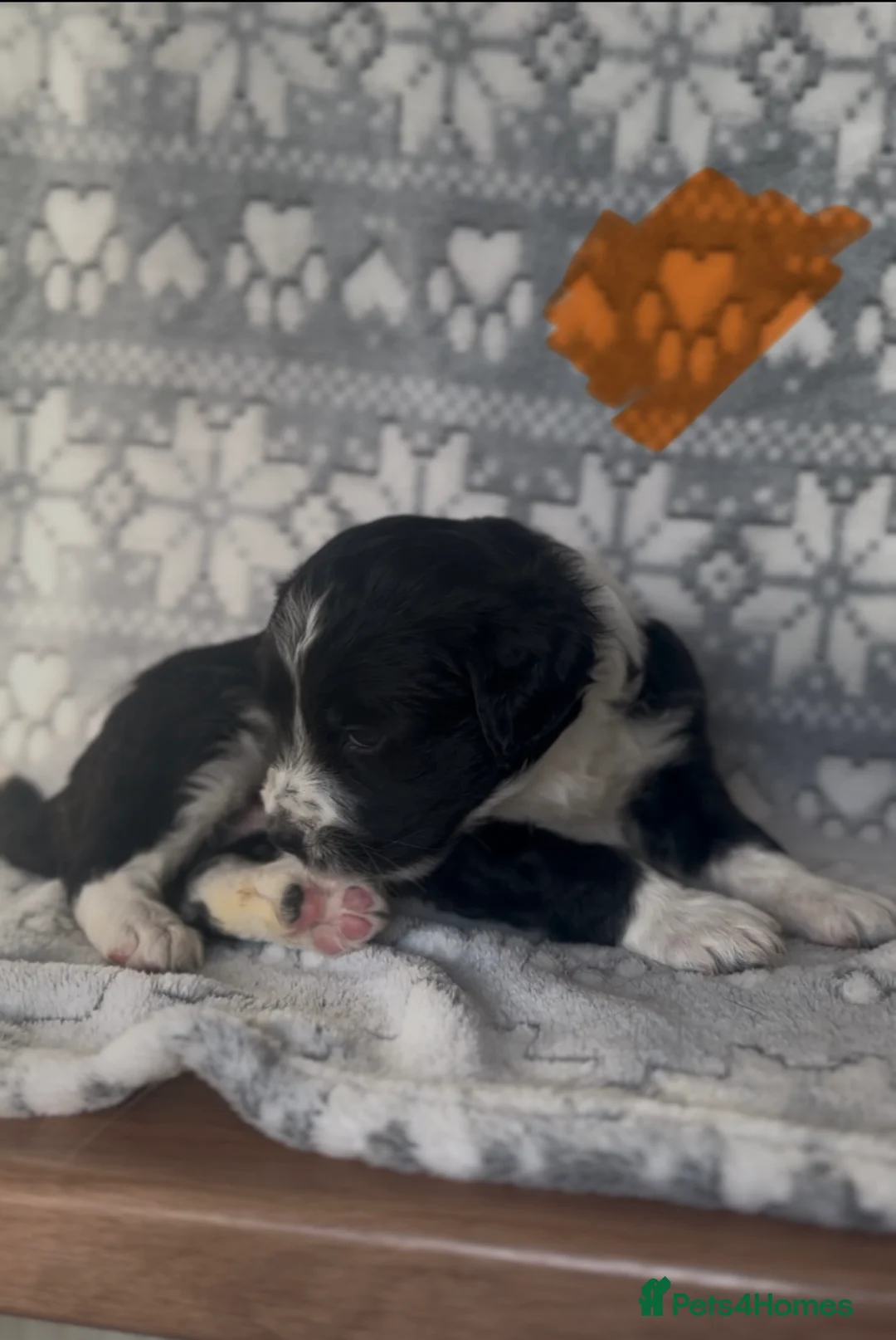 Mixed Breed dogs for sale: Collie x Cockapoo Puppies 🖤 - Advert 14