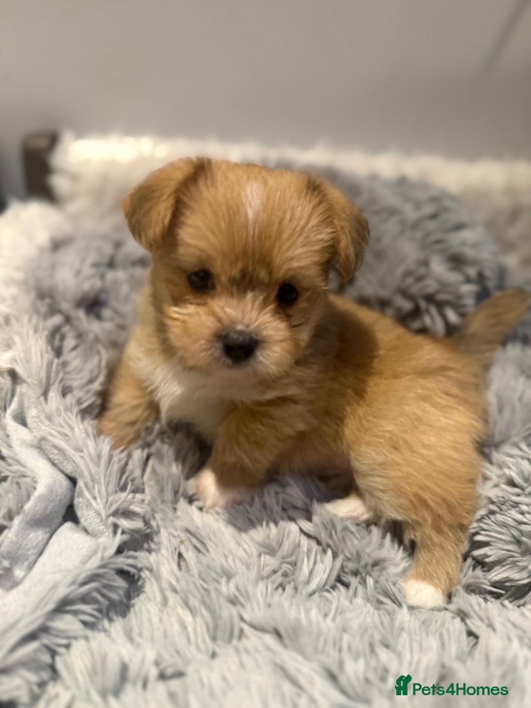 Mixed Breed dogs for sale: Unique mix - Maltese x JackChi Puppies - Advert 11