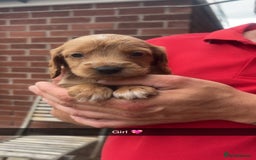 Mixed Breed dogs for sale: Beautiful Sprizla Puppies  - Image 7