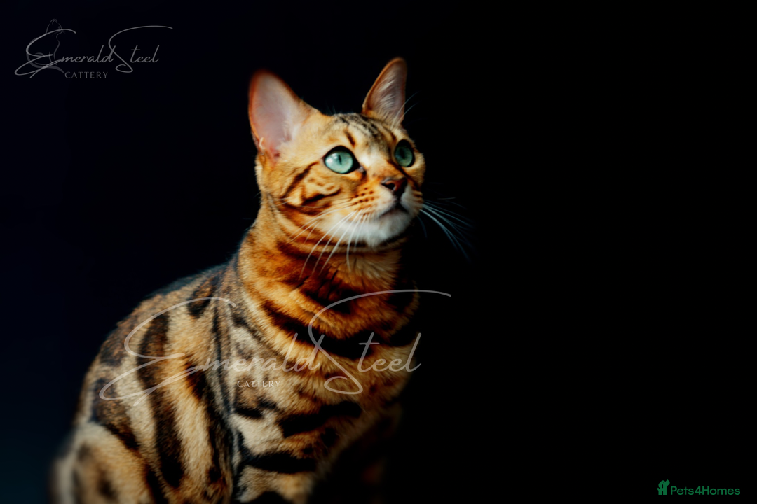 Bengal cats for sale: ⭐️TICA Triple Grand Champion⭐️ - Image 6