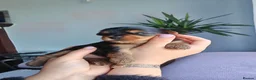 Yorkshire Terrier dogs for sale: Beautiful Yorkshire Terrier Puppies  in Downpatrick - Advert 24