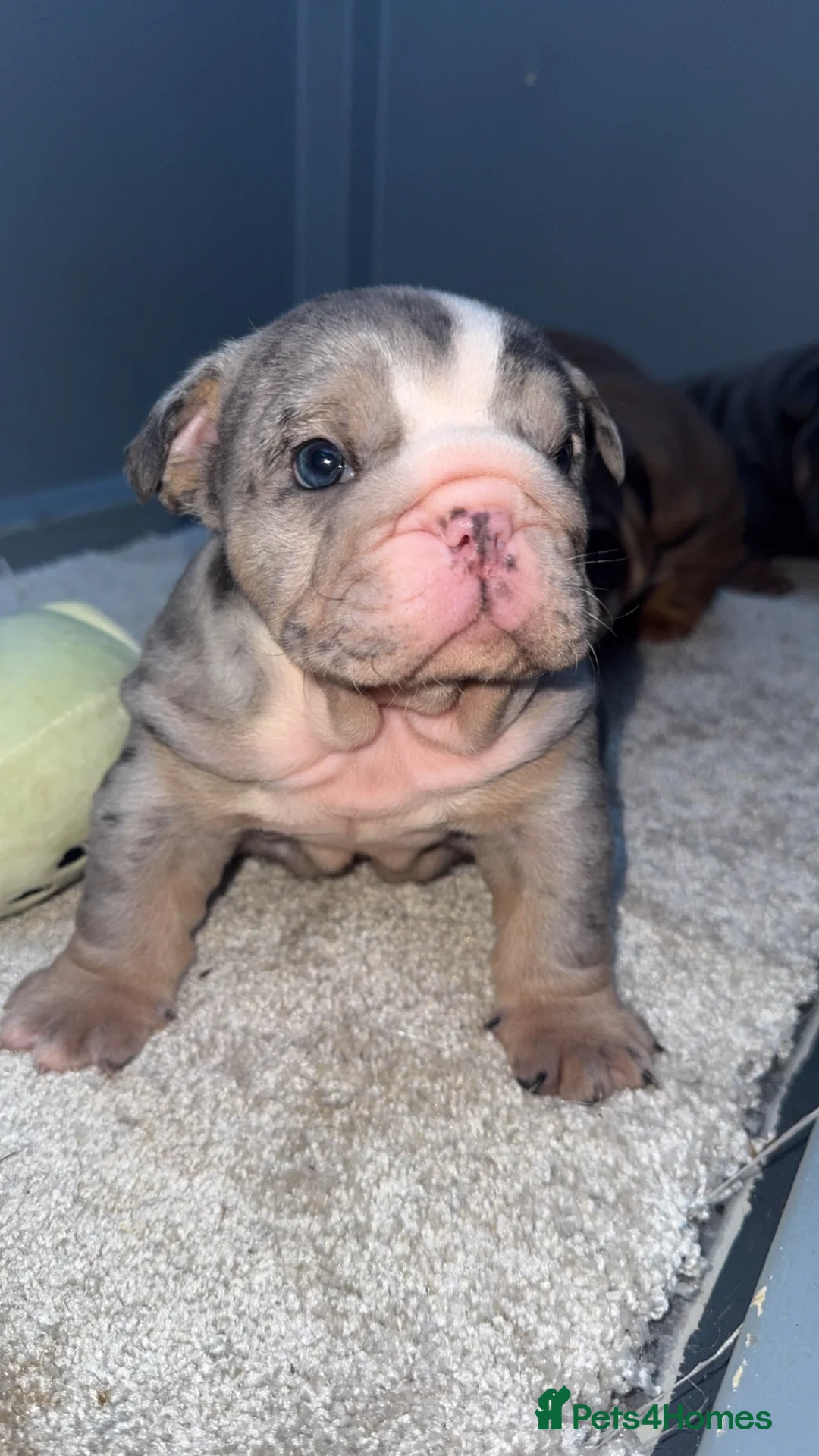 English Bulldog dogs for sale: English bulldogs puppies  - Advert 7