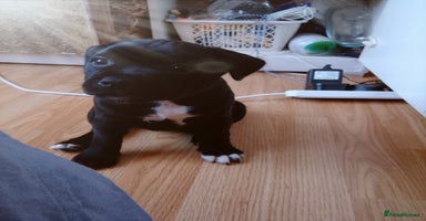 Staffordshire Bull Terrier dogs - Advert 7