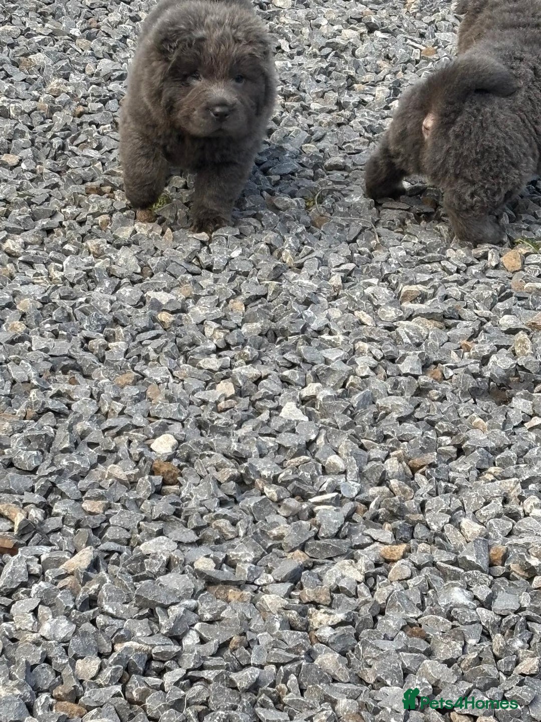 Shar Pei dogs for sale: Beautiful shar pei puppys  - Advert 8