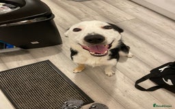 Border Collie dogs for sale: Finn the Border Collie  - Image 1