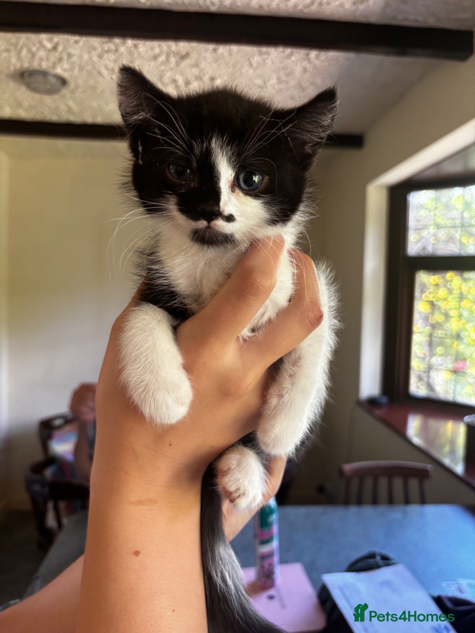 Mixed Breed cats Boy kitten for sale - Advert 3