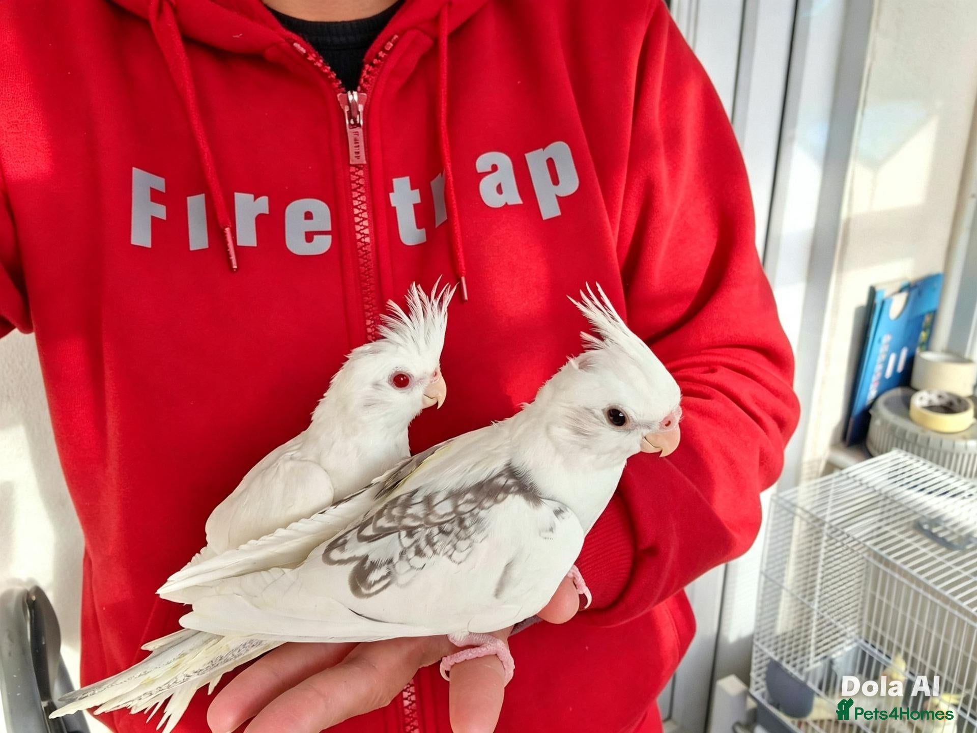 Cockatiels birds Super Tamed baby Cockatiel for sale - Advert 11