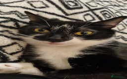 British Shorthair cats for sale: Stanley Needs Rehoming - Image 5