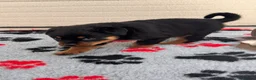 Rottweiler dogs for sale: Stunning KC Reg Old Type Rottweiler Puppies  - Advert 16