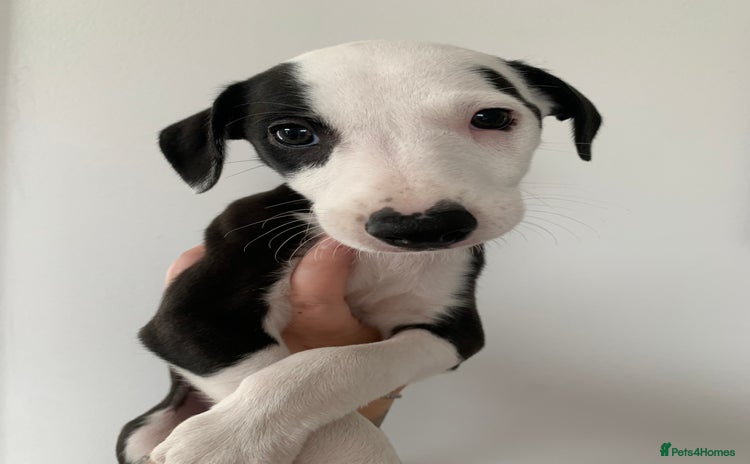 Whippet dogs - Advert 3